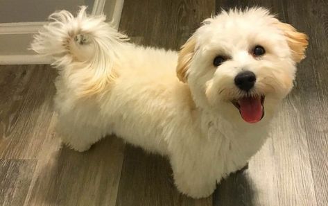 Maltipoo Haircuts: Grooming Tips and Styling Suggestions Maltipoo Haircuts, Maltipoo Breeders, Maltese Poodle Mix, Maltipoo Dog, Maltese Poodle, Dog Haircuts, Designer Dogs, Maltipoo Puppy, Hybrid Dogs