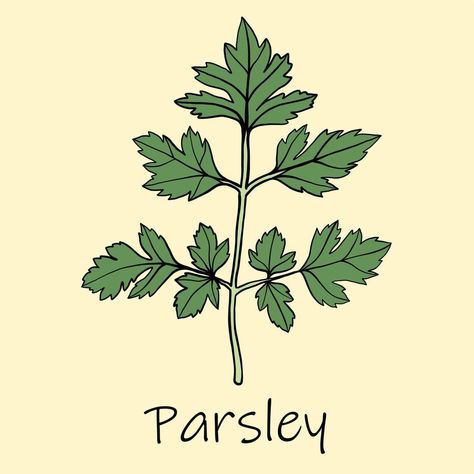 Doodle freehand sketch drawing of parsley. Parsley Drawing, Freehand Sketch, Free Clipart Downloads, Tree Saw, Cityscape Photos, Logo Banners, Nature Backgrounds, Sketch Drawing