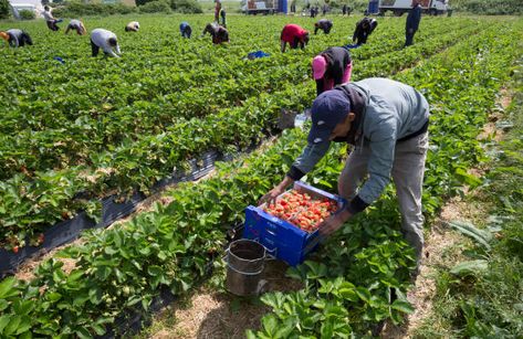 1,980 Migrant Farm Workers Strawberry Stock Photos, High-Res Pictures, and Images - Getty Images Farm Workers, High Res, Getty Images, Photo Image, Stock Photos, Quick Saves