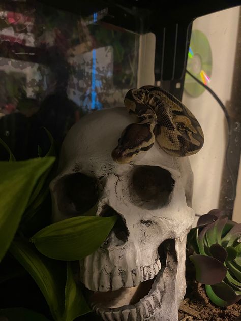 Gothic Snake Enclosure, Snake Asthetic Picture, Pet Snake Enclosure, Aesthetic Snake Enclosure, Cool Snake Enclosures, Snake Enclosure Decor, Snake Cage Ideas, Pet Snake Aesthetic, Snake Setup