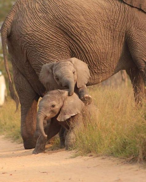 Please give me a ride on your back brother! | Animals wild, Animals beautiful, Baby animals Elephant Pictures, Elephants Photos, Baby Elefant, Save The Elephants, Elephant Love, Baby Animals Funny, African Elephant, Cute Animal Pictures