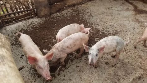 How To Start A Pig Farm Pig Meat, Business Ideas For Women Startups, Types Of Farming, Pigs Eating, Pig Farm, Proper Hygiene, Pig Farming, Eat Meat, The Nature