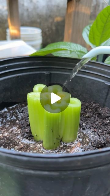 Regrow Celery, Growing Celery, Gardening Indoors, Fast Food Restaurant, Healthy Living Lifestyle, Healthy Nutrition, Nutrition Recipes, Diet And Nutrition, How To Stay Healthy