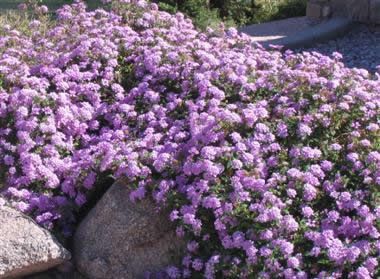 Lantana 'Trailing Lavender' - Hardy Trailing Lantana - (1) Gallon Pot - Perennials for Attracting Hummingbirds Trailing Lantana, Purple Lantana, Nursery Trees, Trees Nursery, Attracting Hummingbirds, Lantana Plant, Hedge Plants, Lantana Camara, Rock Garden Plants