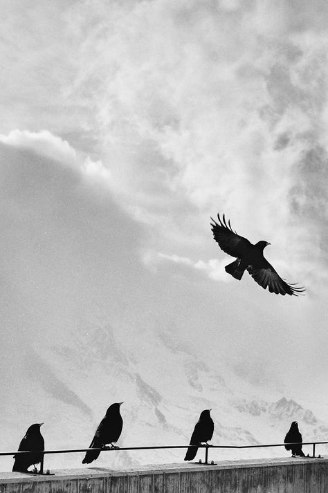 grayscale photo of birds, raven, flying away  monochrome, photo, black and white, black white, noir, noirshots, photography, inspiration, photo inspiration, bw, no color, art, artwork, monochromatic, artsy, gallery, picture, pics, lumeilio, artsy, art, fineart, phototips, simple black and white, simple, photography tricks, photo tricks, bnw, blackwhite, photograph, photography Earth Galaxy, Monochrome Photo, Mountains Photo, Black And White Birds, Grayscale Image, Crows And Ravens, White Birds, Black Birds, Inspiration Quote