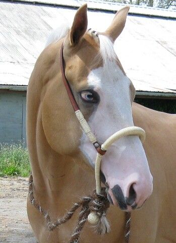 Beautiful Palomino, blue eyes and bald face. Very Pretty horse Horse Face Paint, Bald Face, Buckskin Horse, Horse Markings, Palomino Horse, Bad Art, Cool Face, Horse Face, Pretty Horses