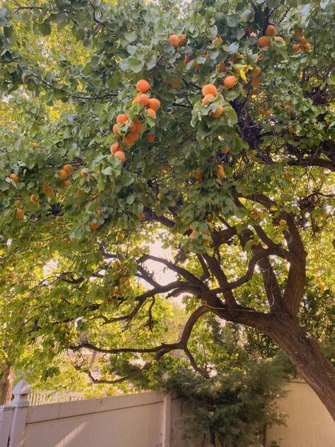 Apricot Tree Aesthetic, Greenery Backyard, Apricot Orchard, Apricot Trees, Swim Design, Manifest Board, Apricot Tree, House Features, Persimmon