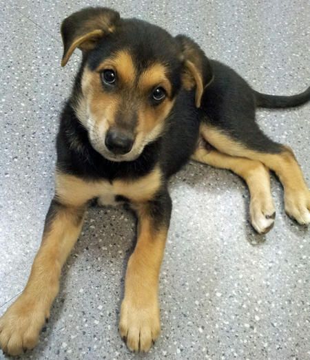 Axel the German Shepherd Mix puppy - cute Rottweiler Mix Puppies, German Shepherd Mix Puppies, Mutt Puppies, Shepherd Mix Puppies, Puppy Mix, 2 Months Old, German Shepherd Mix, Rare Dogs, German Shepherd Puppy