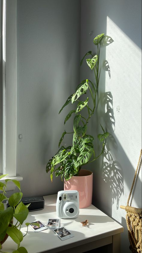 Monstera Adansonii and Neon Pothos keeping my home office company. Mother In Law House, Staircase Accent Wall, Flower Shelves, Small Cottage House, Easy Pumpkin Pie Recipe, Pumpkin Pie From Scratch, Neapolitan Cake, Ken Takakura, In Law House