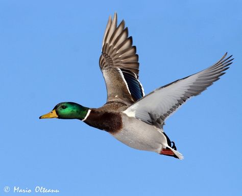 Duck Flying, Duck Mount, Duck Photography, Duck Species, Duck Tattoos, Flying Duck, Mallard Ducks, Duck Drawing, Duck Photo