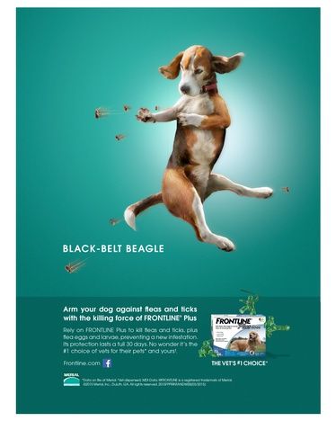 Advertising Annual 2016 - Graphis Pet Advertising, Illustration Video, Tick Repellent, Cat Fleas, Pet Care Tips, Flea And Tick, Happy Animals, Dog Supplies, Ticks