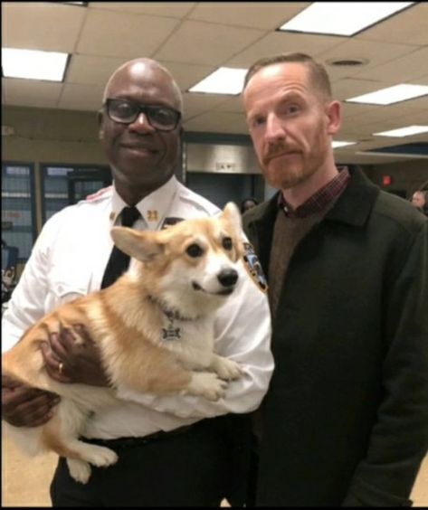 Cheddar The Dog, New York Police, News Reporter, Ocean Sounds, Brooklyn Nine Nine, Pembroke Welsh Corgi, Beloved Dog, Welsh Corgi, Go To Sleep