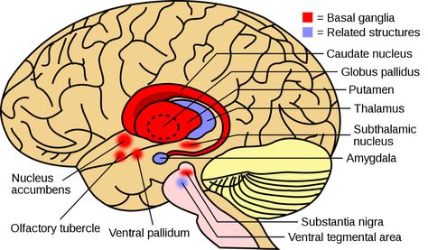 File:Basal ganglia and related structures (2).svg - Wikipedia Basal Ganglia Anatomy, Ventral Tegmental Area, Medicine Anatomy, Caudate Nucleus, Substantia Nigra, Nucleus Accumbens, Brain Problems, Basal Ganglia, Intracranial Pressure