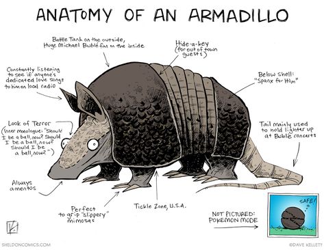 strip for May / 15 / 2015 - Anatomy of an Armadillo Armadillo Drawing, Armadillo Art, Dr Dolittle, Happy Stuff, Web Comics, Unusual Animals, Pop Culture References, Creature Feature, Animal Facts