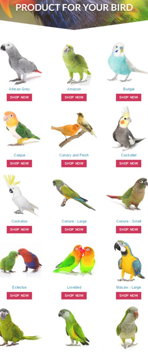 Best Pet Birds, Types Of Pet Birds, Pet Birds Parrots, Bird Breeds, Pet Parrot, Parrot Pet, Bird Types, Bird Aviary, Bird Care