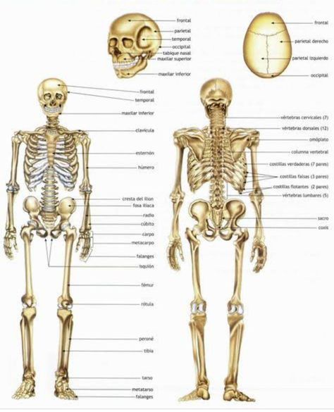 Human Body Muscles, Science Fair Projects Boards, Medicine Studies, Reflexology Chart, Human Anatomy And Physiology, Anatomy Study, Science Fair Projects, Health Habits, Belly Fat Workout