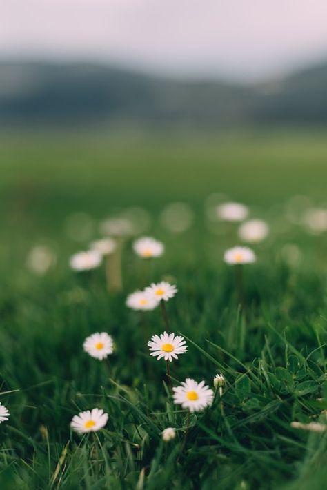 Plant, grass, flower and daisies | HD photo by Mourad Saadi (@mougrapher) on Unsplash Daisy Wallpaper, Grass Flower, Wallpaper Nature Flowers, 수채화 그림, Pinturas Disney, Honey Bees, Beautiful Nature Wallpaper, The Grass, Flower Backgrounds