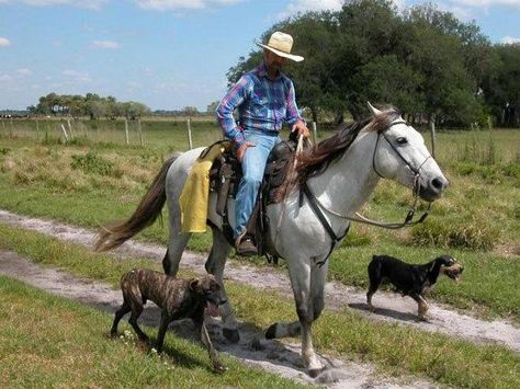 Florida Cracker Cowboy Florida Cracker Horse, American Bobtail Cat, Florida Cracker, Rare Horse Breeds, Bucking Bulls, Florida History, American Bobtail, Rare Horses, Bobtail Cat