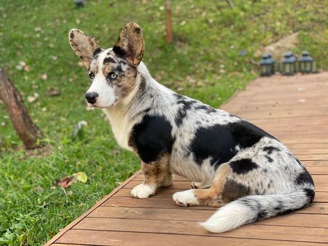 Cardigan Welsh Corgi Puppies, Blue Merle Corgi, Merle Corgi, Black Corgi, Cowboy Corgi, Dog Sketches, Corgi Stuff, Corgi Breeds, Pig Breeds