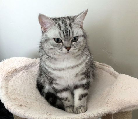 British Shorthair Silver Tabby, Silver Tabby Cat, Allergic To Dogs, British Shorthair Kittens, Exotic Shorthair Cat, Exotic Shorthair, British Shorthair Cats, Cute Animals Images, British Shorthair