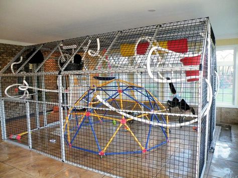 Monkey cage, pet capuchin monkey enclosure, primate care, enrichment, spider monkey toys Pet Monkey Room, Monkey Cage Ideas, Raccoon Cage Ideas, Marmoset Monkey Cage, Monkey Enrichment, Capuchin Monkey Pet, Monkey Enclosure, Monkey Cage, Monkey Pet