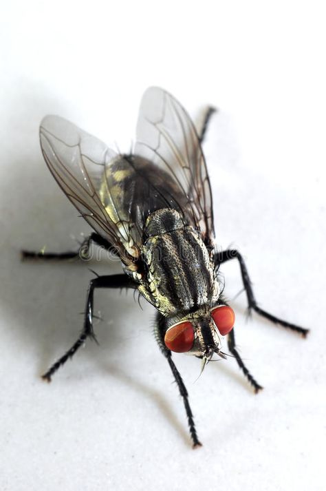 Fly Close Up, Bug Reference, Insects Photography, Macro Insects, Macro Photography Insects, Pictures Of Insects, Fly Insect, Black Soldier, Black Soldier Fly