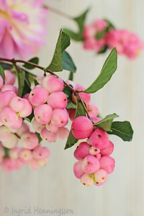 Symphoricarpos Albus, Pink Dahlias, Beautiful Fruits, Floral Photography, Exotic Fruit, Arte Floral, Botanical Flowers, Flowers Nature, Dream Garden