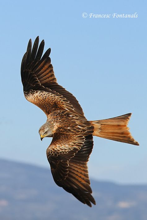 Reference Tattoo, Kite Tattoo, Bird Reference, Vogel Tattoo, Hawk Bird, Bird People, Red Kite, Animal Reference, Happy Mood