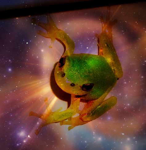 Space Frog, Frog Photo, Coke Ad, Ad Ideas, Out Of This World, Music Bands, This World, Art Inspo, Grey