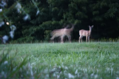 Deer standing in field before dark Deer In Forest Aesthetic, Deer In Meadow, Deer In A Field, Deer Aesthetic, Deer In Forest, Trail Cam, Deer Running, Dark Grunge, Percy Jackson Books