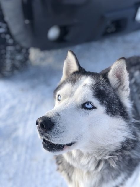 Sakhalin Husky, Dream Dog, Blue Eyes, Husky, Russia, Dogs, Animals, Blue, Quick Saves