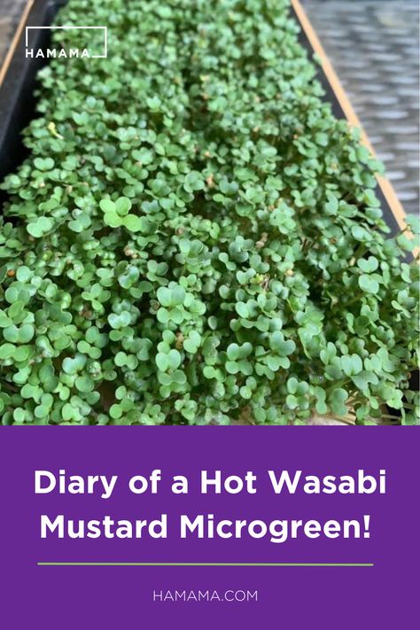 Welcome our newest member of the Hamama Team- HOT WASABI MUSTARD!! Southern Cuisine, Parsley, Mustard, Sandwiches, At Home, Canning