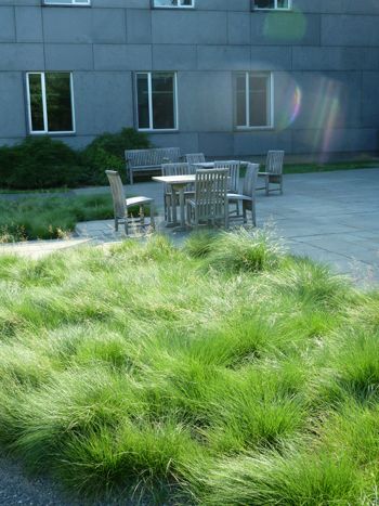 Sporobolus heterolepis late spring in inflitation bed. photo credit: J. Coceano Sporobolus Heterolepis, Green Roof Planting, Roof Plants, Perennial Grasses, Saskatchewan Canada, Full Sun Plants, Bay House, The Rocky Mountains, How To Attract Birds