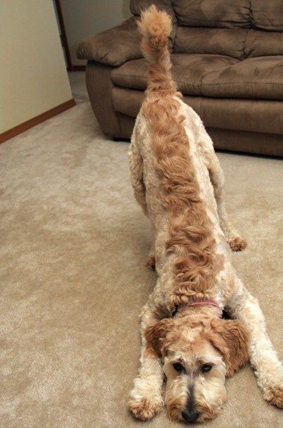 Dog Mohawk, Goldendoodle Haircuts, Goldendoodle Grooming, Summer Puppy, Poodle Haircut, Labradoodle Dogs, Summer Cut, Puppy Cut, Dog Haircuts