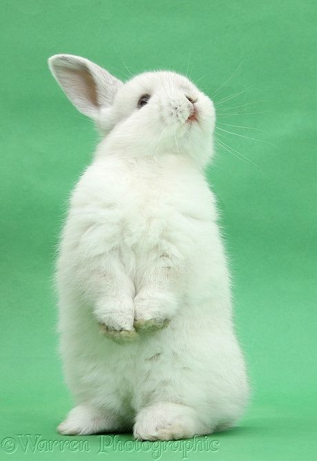 rabbit standing | WP38998 White rabbit standing up on green background. Rabbit Standing, White Bunnies, Rabbit Pictures, Rabbit Photos, Cute Bunny Pictures, Hippity Hoppity, Animal References, Bunny Pictures