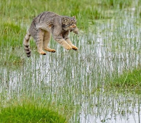 Pallas Cat Wallpaper, Manul Cat, Pallas Cat, Turtle Facts, Small Wild Cats, Pallas's Cat, Jungle Cat, Animal Groups, Feral Cats