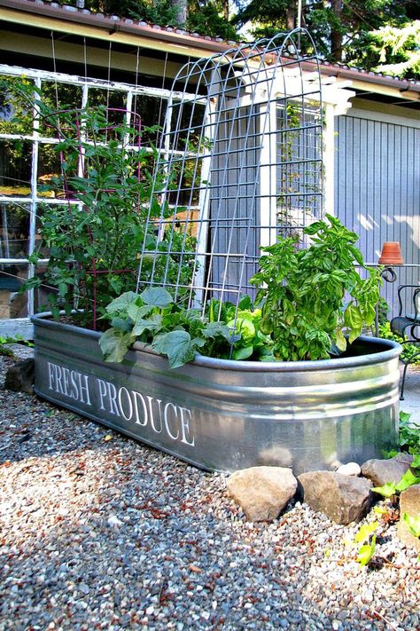 Does a big sprawling garden sound unmanageable? Keep things contained and compact by using a galvanized feed trough as a raised gardening bed. Get the tutorial at Blue Roof Cabin. Stock Tank Gardening, Raised Veggie Gardens, Vasos Vintage, Raised Vegetable Gardens, Container Garden Design, Building A Raised Garden, Blue Roof, Garden Vines, Plants Growing