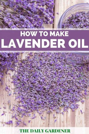 Lavender Uses Plant, How To Make Lavender Oil From Plant, Lavender Oil Diy, Homemade Lavender Oil, Lavender Plant Uses, Make Lavender Oil, Lavander Oil, Corn Broccoli, Lavender Ideas