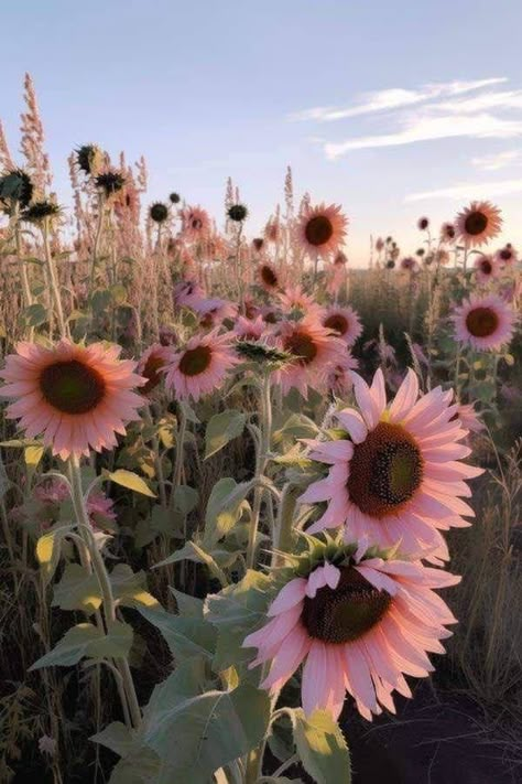 Types Of Sunflowers, Cut Flower Farm, Flowers Sunflowers, Flower Identification, Pink Sunflowers, Sunflowers And Daisies, Future Garden, Sun Flowers, Gardening Design