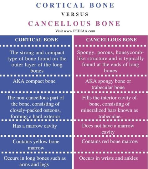 What is the Difference Between Cortical and Cancellous Bone Check more at https://in4arts.com/what-is-the-difference-between-cortical-and-cancellous-bone.html Red Bone Marrow, Cancellous Bone, Teas 7, Types Of Bones, Yellow Bone, Vulture Culture, Bone Marrow, What Is The Difference Between, Skeletal