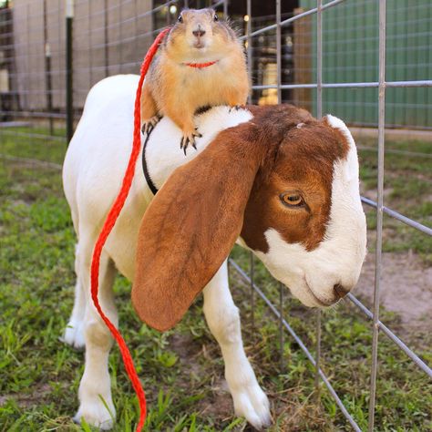 Unlikely Animal Friendships Unlikely Animal Friends, Unusual Animal Friendships, Prairie Dogs, Unlikely Friends, Prairie Dog, List Of Animals, Animals Friendship, Unusual Animals, Discovery Channel