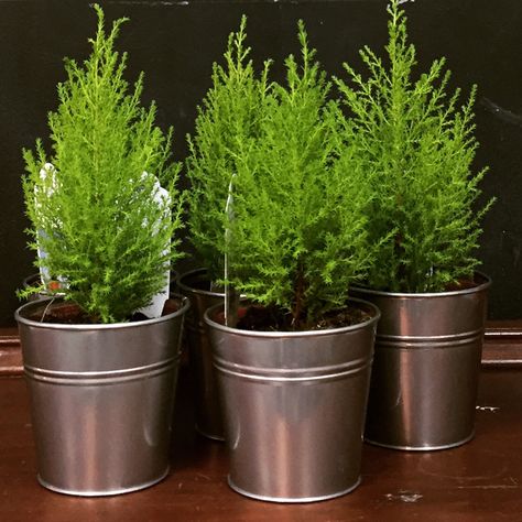 Gorgeous living Lemon Cypress Trees at Christmas at The Back Porch Mercantile in Knoxville, TN. Lemon Cypress Container Ideas, Italian Cypress In Pots, Lemon Cypress In Pots, Live Potted Christmas Tree, Kings Gold Cypress, Plants In Glass Jars, Lemon Cypress, Plant In Glass, Cypress Trees