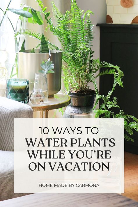 How do you keep both indoor and outdoor plants alive while you're on vacation? Here are 10+ ways to keep plants watered. | Home Made by Carmona #plantcare Watering Plants While On Vacation, Keeping Plants Alive, Babies Rooms, Decorating With Plants, Self Watering Plants, Travel To Japan, Watering Plants, Best Road Trips, Plant Watering