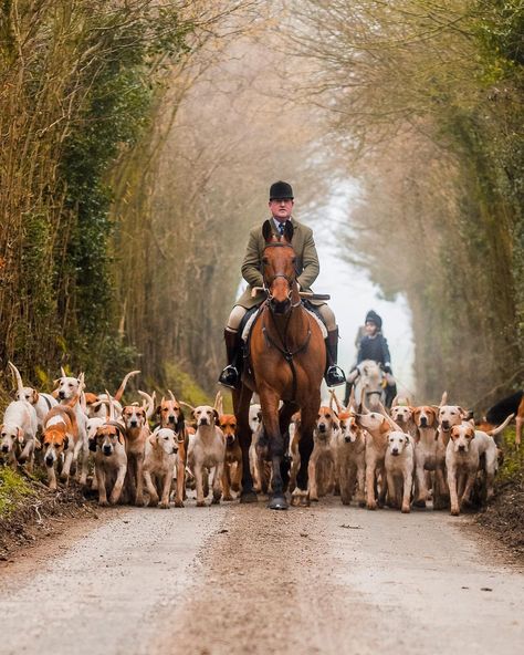 HATTIE AUSTIN on Instagram: “Happier days with the Hampshire Hunt on exercise @hampshirehunt - #hunting #houndproud #foxhounds #englishfoxhounds #huntstafflife…” Country Sports, Fox Hunt, Fox Hunting, Versailles, Hampshire, Happy Day, Austin, Camel, Hunting