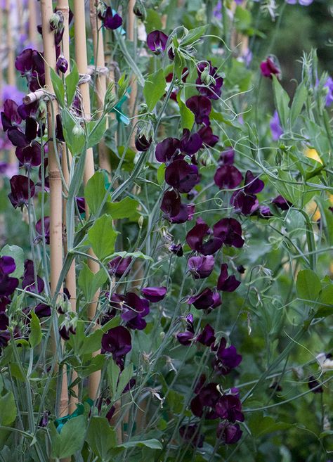 Sweet Pea Plant, Slow Flower, Seed Raising, Pea Plant, Goth Garden, Sweet Pea Flowers, Veg Garden, Cut Flower Garden, Plants Garden