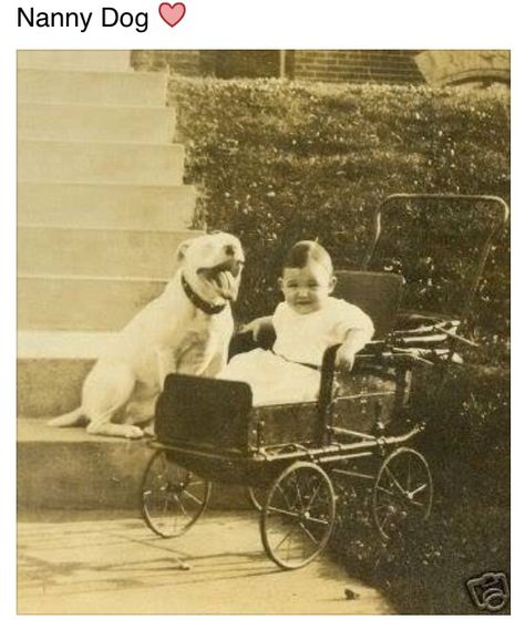 Melts my heart❤️ Vintage Pitbull, Kids With Dogs, Bull Pictures, Vintage Dog Photos, Nanny Dog, American Pitbull, The Nanny, Pit Bull Love, American Pit