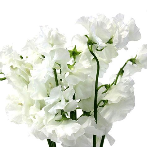 White Sweet Pea, Travis Wedding, Sweet Smelling Flowers, Floral Products, Smelling Flowers, Kent Wedding, Flower Guide, Brown Wedding, Florist Supplies