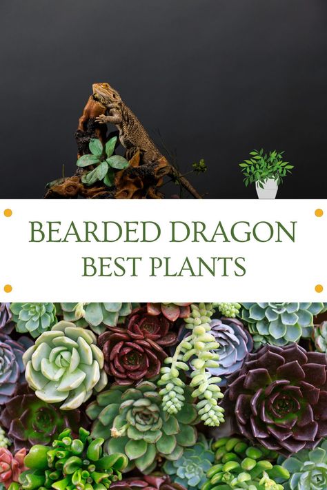 Plants For Bearded Dragon Enclosures - The best plants for your bearded dragon enclosure are in this review! Click the image and see our top picks. Vivarium Ideas Bearded Dragon, Plants Safe For Bearded Dragons, Boho Bearded Dragon Cage, Safe Live Plants For Bearded Dragons, Bearded Dragon Bioactive Enclosure Ideas, Plants For Reptile Tanks, Outdoor Bearded Dragon Enclosure Diy, Lizard Tank Ideas Diy Bearded Dragon, Bearded Dragon Vivarium Ideas Diy