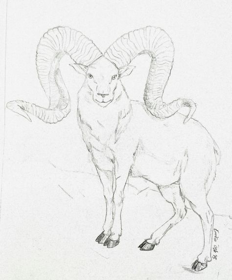 Mountain goat drawing Mountain Goat Drawing, Goat Drawing, Antelope Animal, Fantasy Journal, Grass Drawing, Big Horn Sheep, Goat Art, Drawing Things, Mountain Drawing