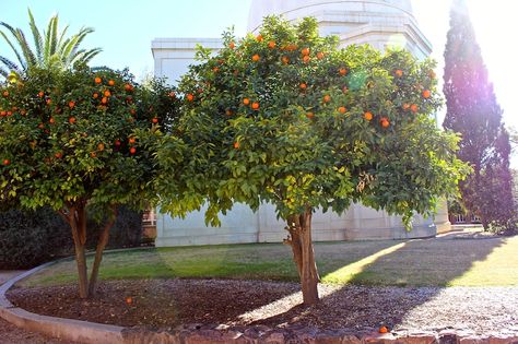 5 Feet Apart, University Of Arizona Campus, Seville Orange, Sour Orange, Orange Trees, Citrus Sinensis, Two Trees, Citrus Trees, Orange Tree